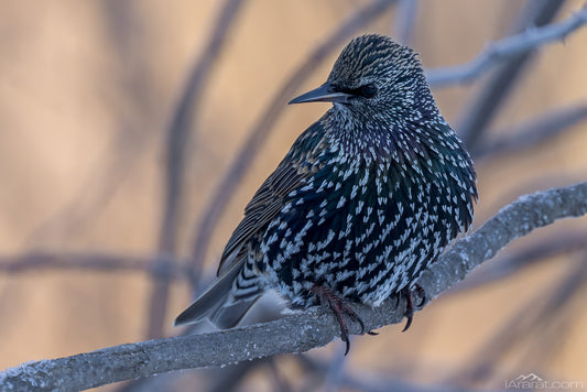 039 "Starling in Morning Light" 12"x18"