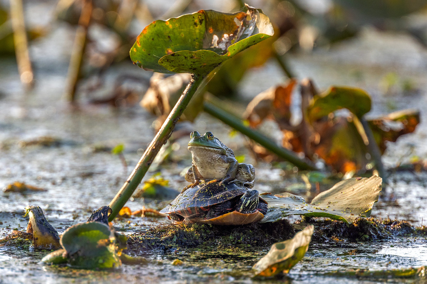 009 “Turtle and Frog: Autumn Sunbathers” 10"x15"