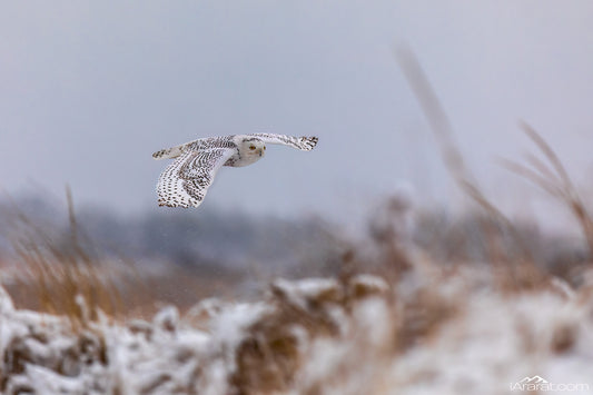 010 “Snowy Owl’s Silent Flight” 10"x15"