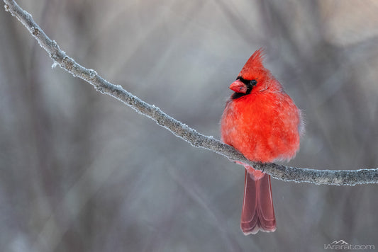 033 "Winter Stillness and the Cardinal" 10"x15"