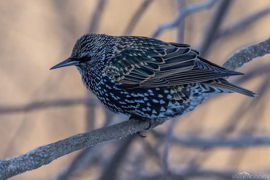 040 "Winter Silhouette of a Starling" 10"x15"