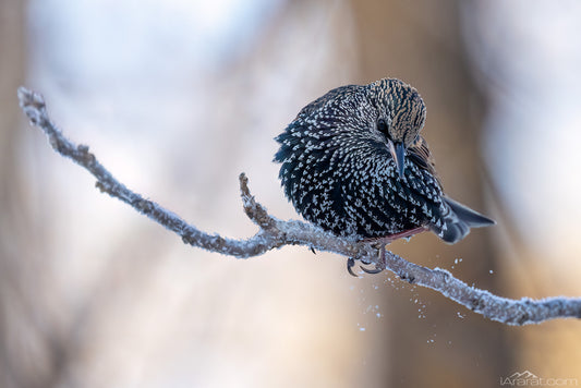 041 "Starling in Morning Care" 10"x15"