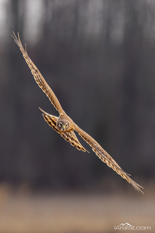 060 "Wings of the Hunt" 12"x18"