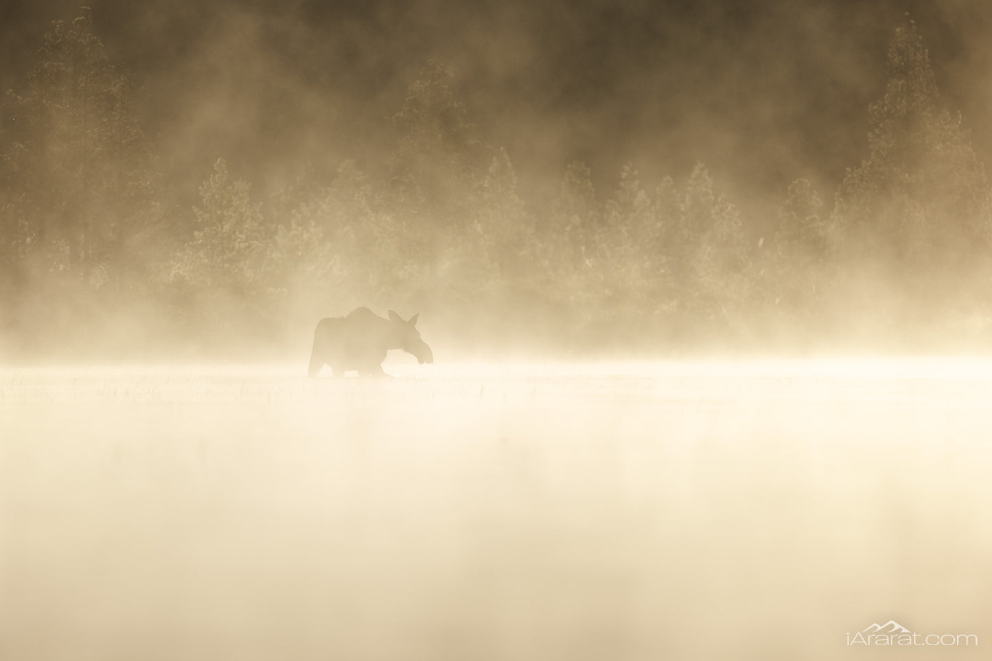 062 "Moose in Mist" 12"x18"