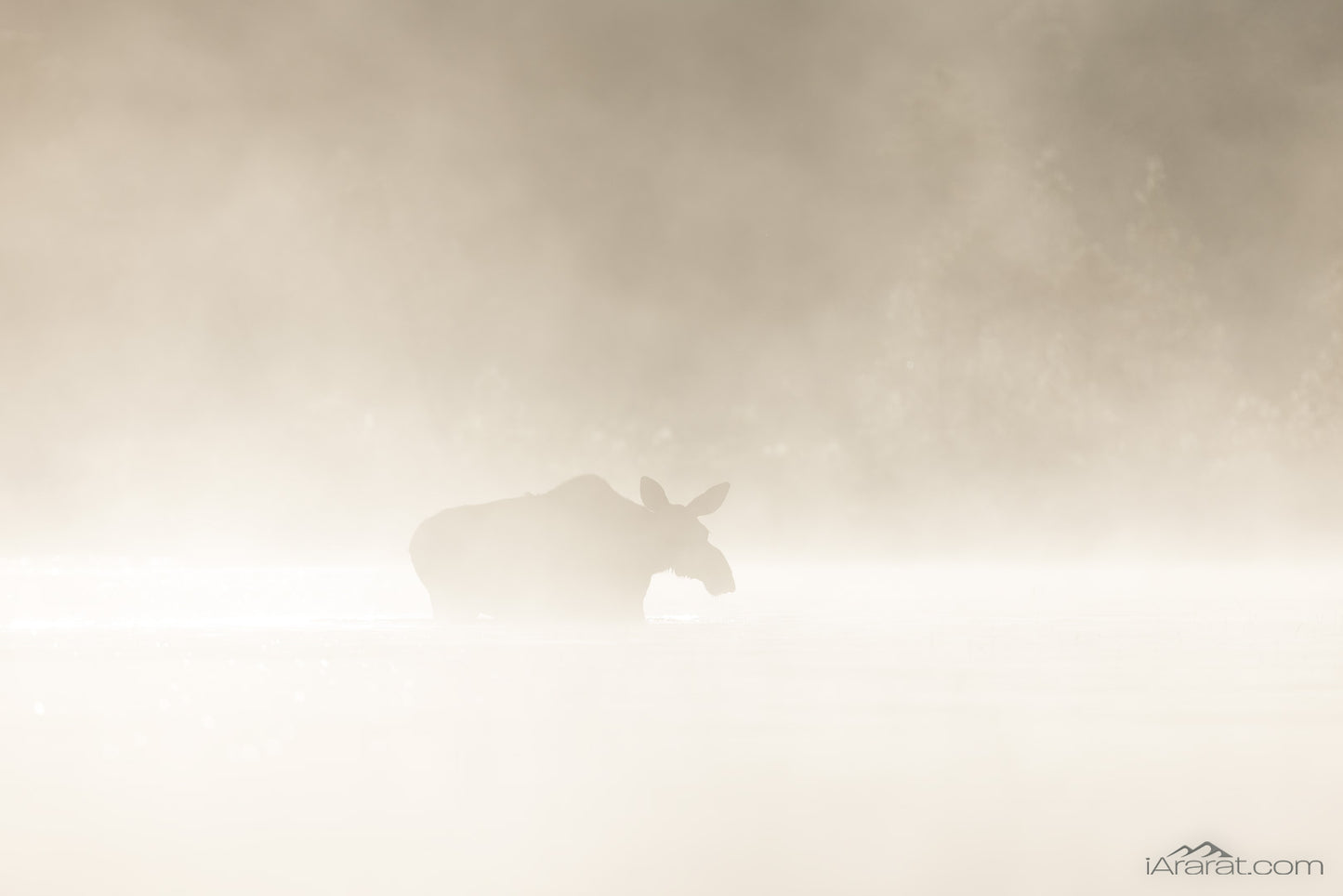 061 "Silhouette in the Mist" 12"x18"