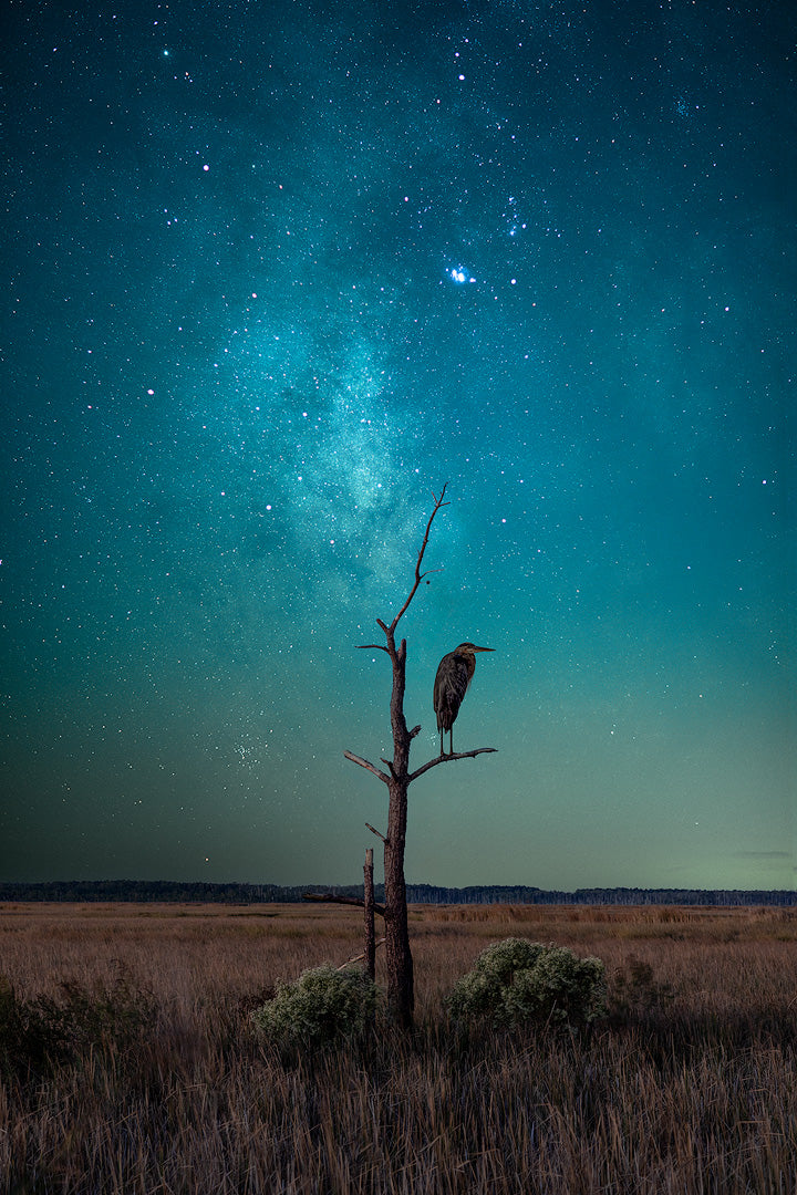 Milky Way shining over a Great Blue Heron, night sky photography by Ararat Agayan